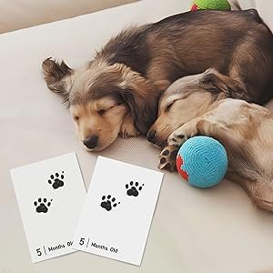 Baby or Pet Inkless Milestone Cards